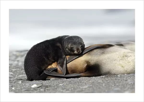 Antarctic Fur Seal - Salisbury Plain - South Georgia
