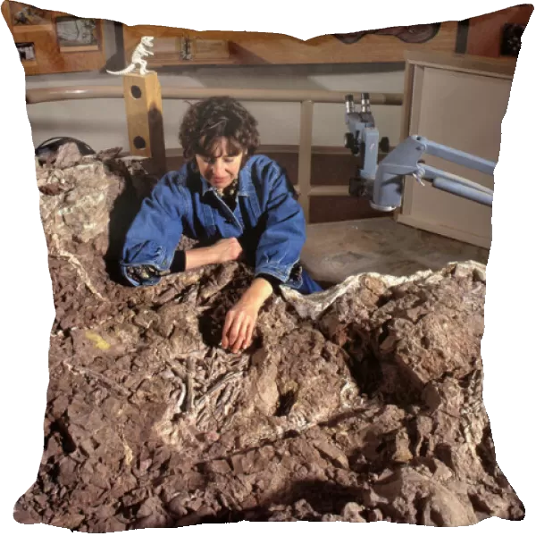 Dinosaurs - paleontologist Lynett Gillette examines bones of the dinosaur Coelophysis Coelophysis was a small carnivorous dinosaur of the Late Triassic (Chinle Formation)
