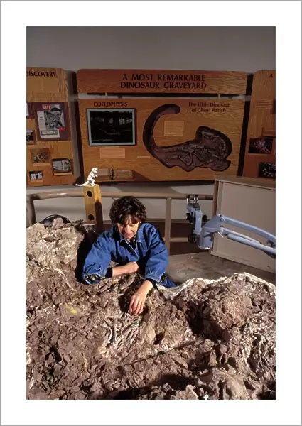 Dinosaurs - paleontologist Lynett Gillette examines bones of the dinosaur Coelophysis Coelophysis was a small carnivorous dinosaur of the Late Triassic (Chinle Formation)