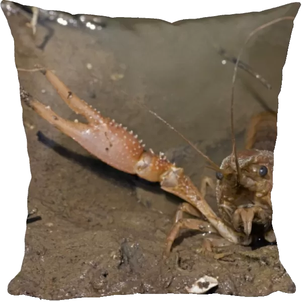 Red Swamp Crawfish (Crayfish) - defensive display - Important food item - commercially harvested - native to Southeastern US - introduced widely elsewhere - Louisiana