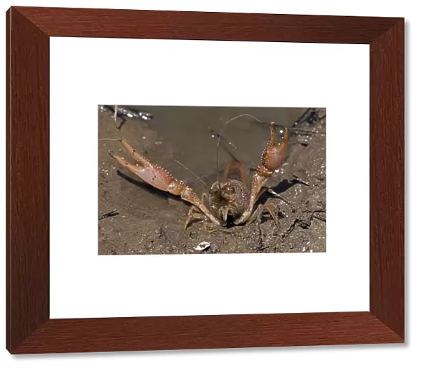 Red Swamp Crawfish (Crayfish) - defensive display - Important food item - commercially harvested - native to Southeastern US - introduced widely elsewhere - Louisiana