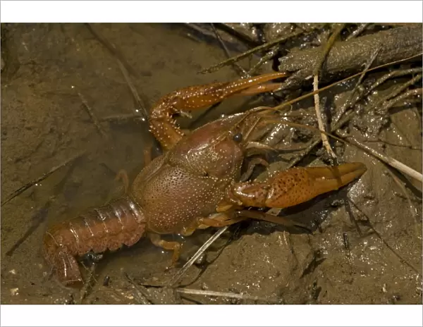Red Swamp Crawfish (Crayfish) - Louisiana - Important food item - commercially harvested - native to Southeastern US - introduced widely elsewhere