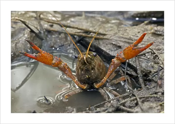 Red Swamp Crawfish(Crayfish) - defensive display - Important food item - commercially harvested - native to Southeastern US - introduced widely elsewhere - Louisiana