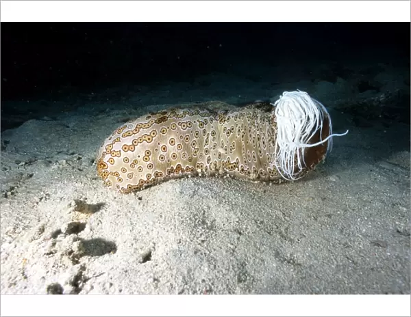Leopard sea cucumber - having released sticky white tubules (Cuvierian tubules) from its anus as a defense mechanism against a predator, Solomon Islands. DWD00704