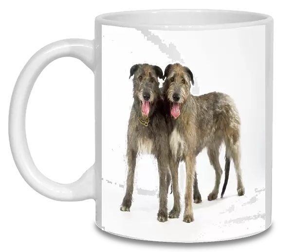 Irish Wolfhound Dogs