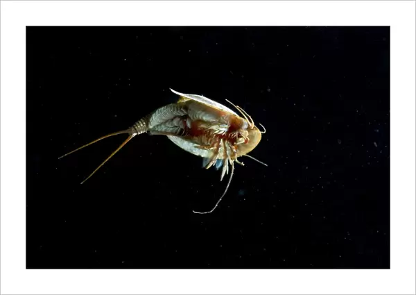 Tadpole Shrimp - ventral view - living fossil is oldest living animal species known - Italy