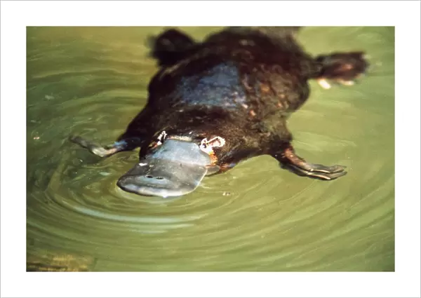 Platypus - swimming - Eastern Australia AU-1690