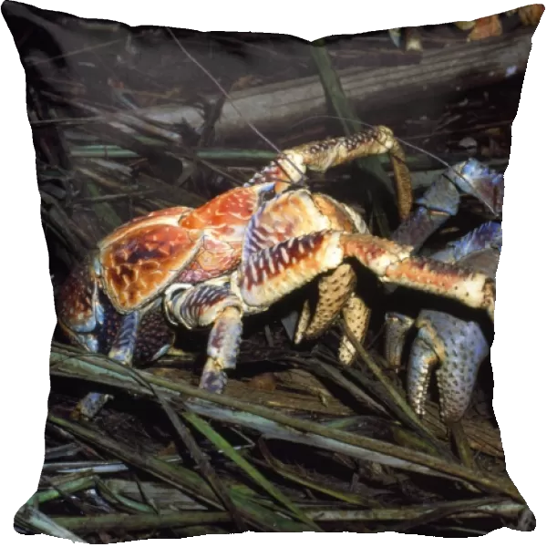 Robber Crab  /  Coconut Crab - males fighting over food - Arenga palm frond fibres - Christmas Island - Indian Ocean (Australian Territory)