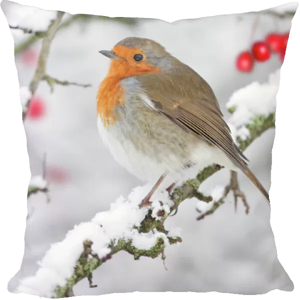European Robin - in winter - on snowy branch - Cleveland - UK Digital Manipulation: added berries (ROY)
