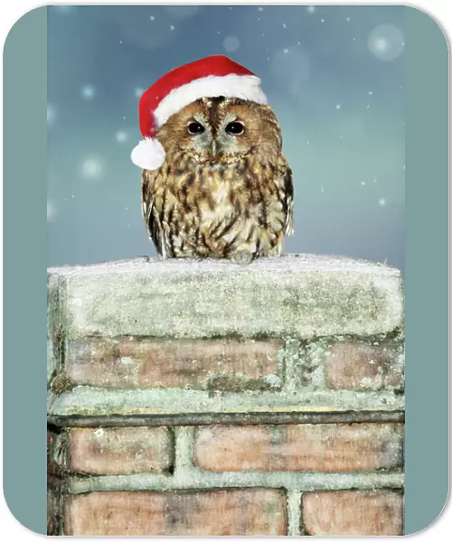 Tawny Owl - sitting on snowy chimney wearing Chritmas hat Digital Manipulation: added snow and hat (Su)