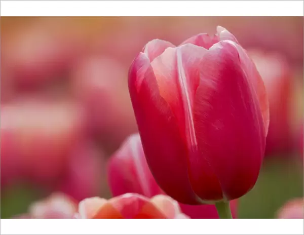 Pink Tulip Close Up Keukenhof Gardens Netherlands PL001760