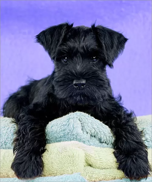 Dog - Miniature Schnauzer - 10 week old puppy - lying down on a pile of towels Digital Manipulation: Background & towel colour peach to purple