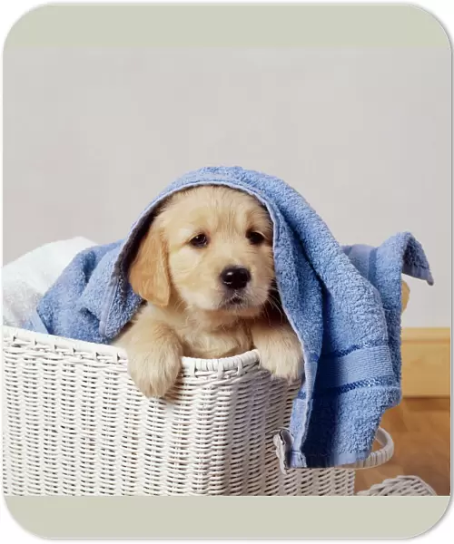 Golden Retriever Dog JD 9377E Puppy in laundry basket © John Daniels  /  ardea. com