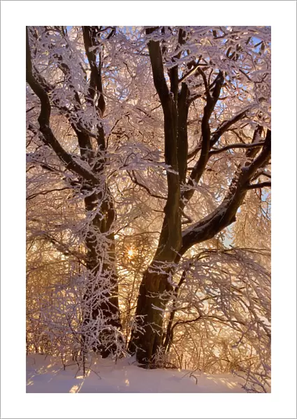 Frosty Winter Scene - snow-covered landscape with the sun shining through the branches of a thickly frost covered tree - Swabian Alb - Baden-Wuerttemberg - Germany