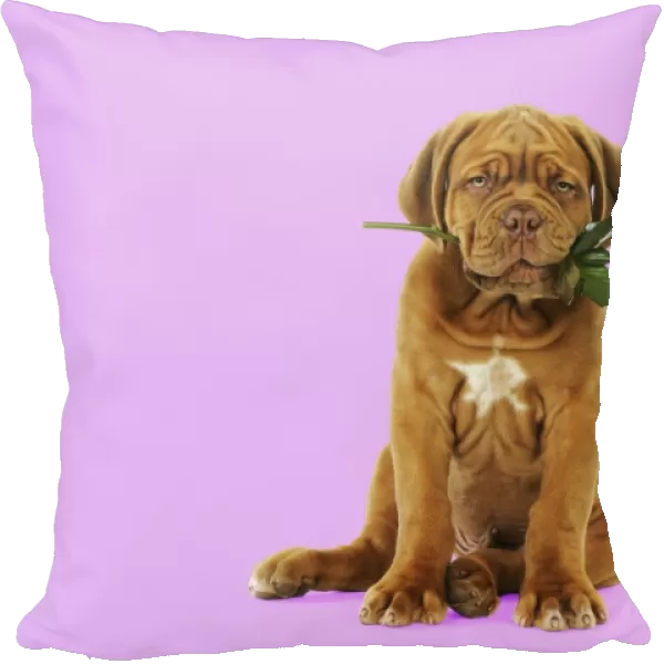 DOG. Dogue de bordeaux puppy sitting down holding a rose Digital Manipulation: Background white to pink