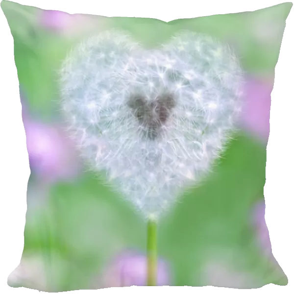 Dandelion seed head - UK garden Manipulated image: shape of seed head changed into a heart and background colours changed