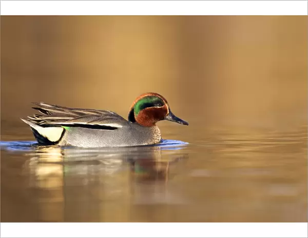 Teal - drake in early morning light swimming through golden coloured water - Cannock - Staffordshire - England