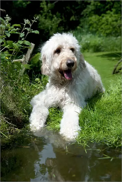 DOG - Goldendoodle standing at the edge of a pond