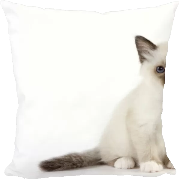 Cat - Birman kitten