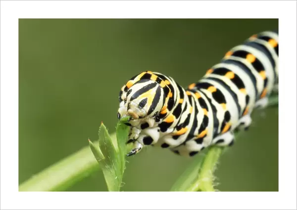 Swallowtail Butterfly Larva - feeding on carrot leaves - UK