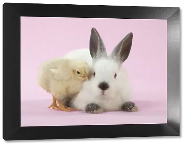 RABBIT - Netherland dwarf himalayan baby rabbits sitting with a chick Digital Manipulation: background to pink