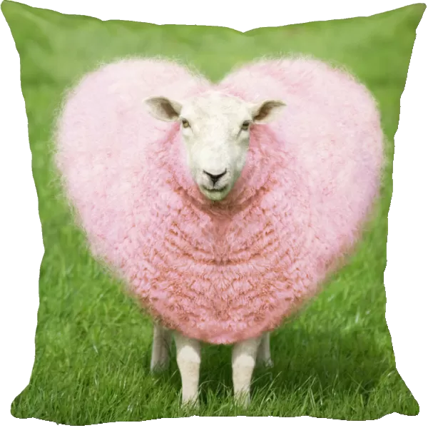 Sheep - Ewe - pink heart shaped wool Digital Manipulation: turned pink - shaped heart - general clean-up