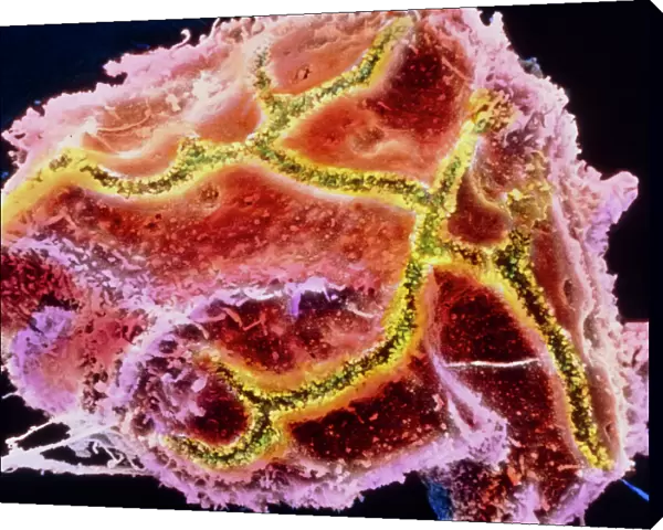 Coloured SEM of a liver cell known as hepatocyte