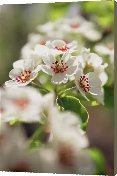 Pear blossom (Pyrus sp. )