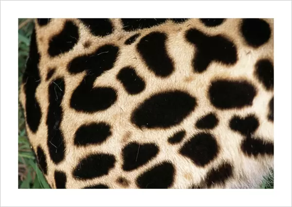 King cheetah coat