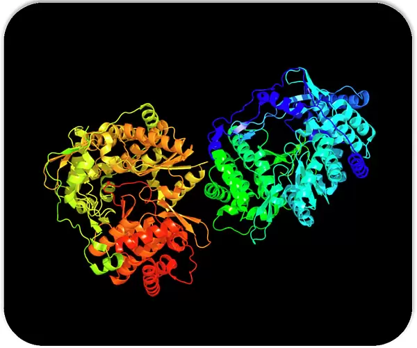 Hepatitis C virus enzyme, molecular model