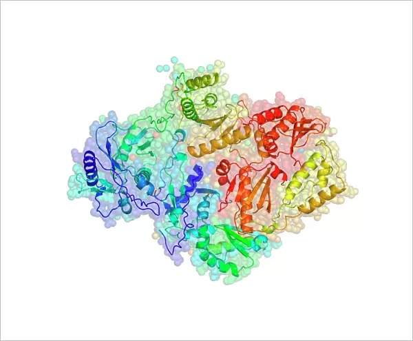 HIV reverse transcription enzyme
