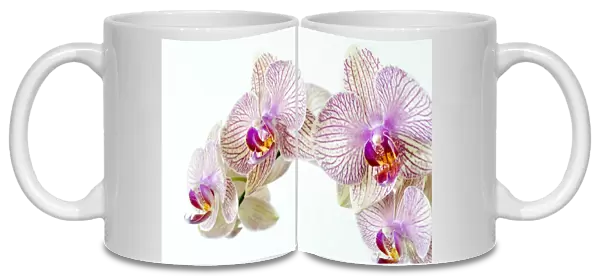 Phalaenopsis orchid (Phalaenopsis sp. )