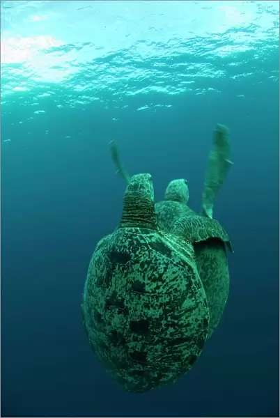 Green turtles mating