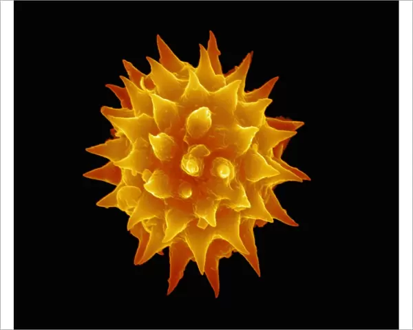 Dahlia flower pollen, SEM