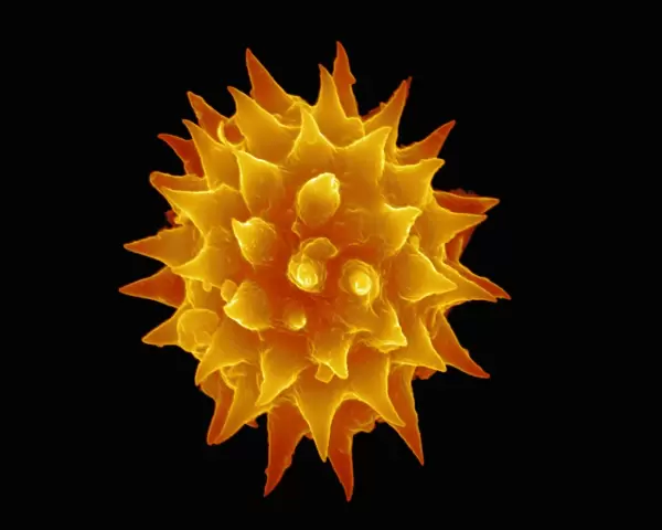 Dahlia flower pollen, SEM