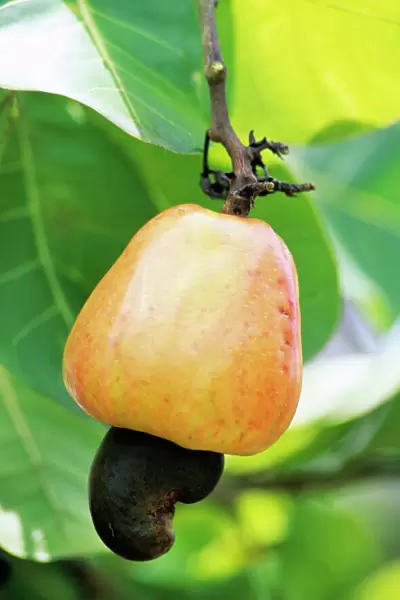 Ripe cashew nut