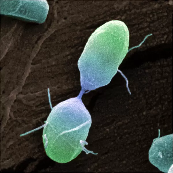 Salmonella bacterium dividing, SEM