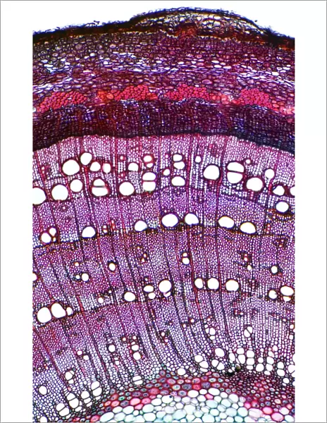 Ash stem, light micrograph