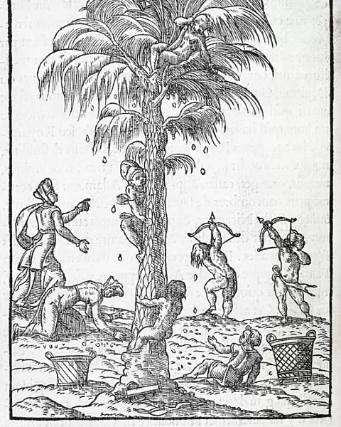 Egyptian palm tree, 16th century artwork