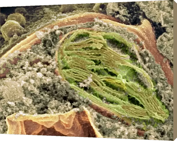 Chloroplast, SEM
