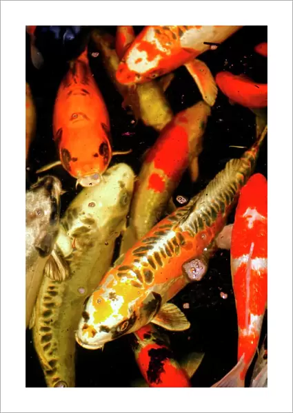 Koi carp. These fish are an ornamental domesticated variety of the common carp 