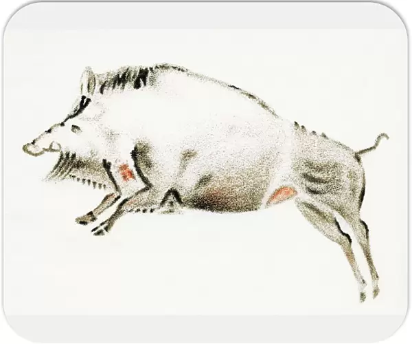 Cave painting of a boar, artwork