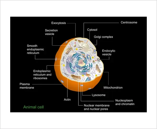 Animal cell anatomy, diagram