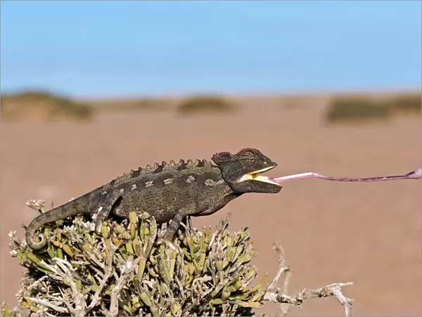 Namaqua chameleon catching prey
