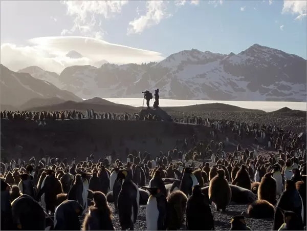 Penguin breeding colony research