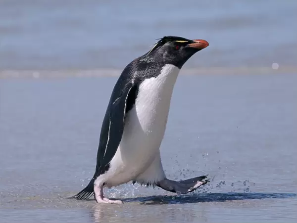 Western rockhopper penguin