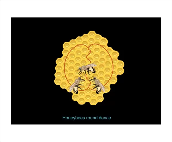 Honeybee dance, diagram