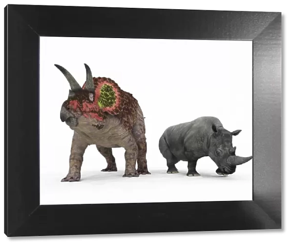 Triceratops dinosaur and rhino