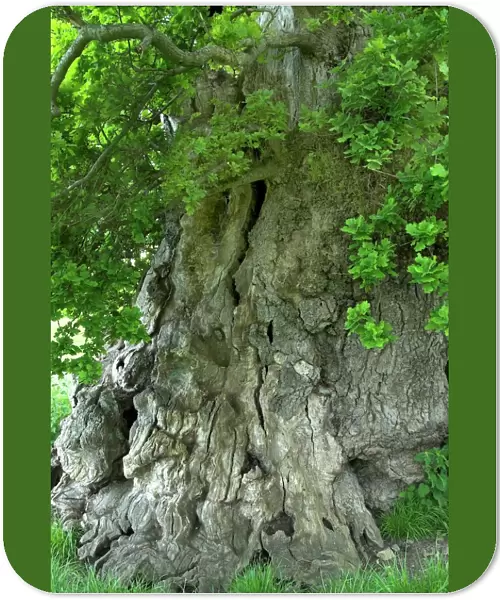Ancient English oak (Quercus rober) tree