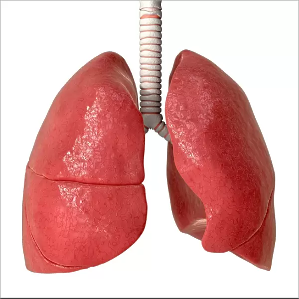 Human lungs, anatomical artwork